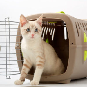 young kitten on a white background with an animal carrier.